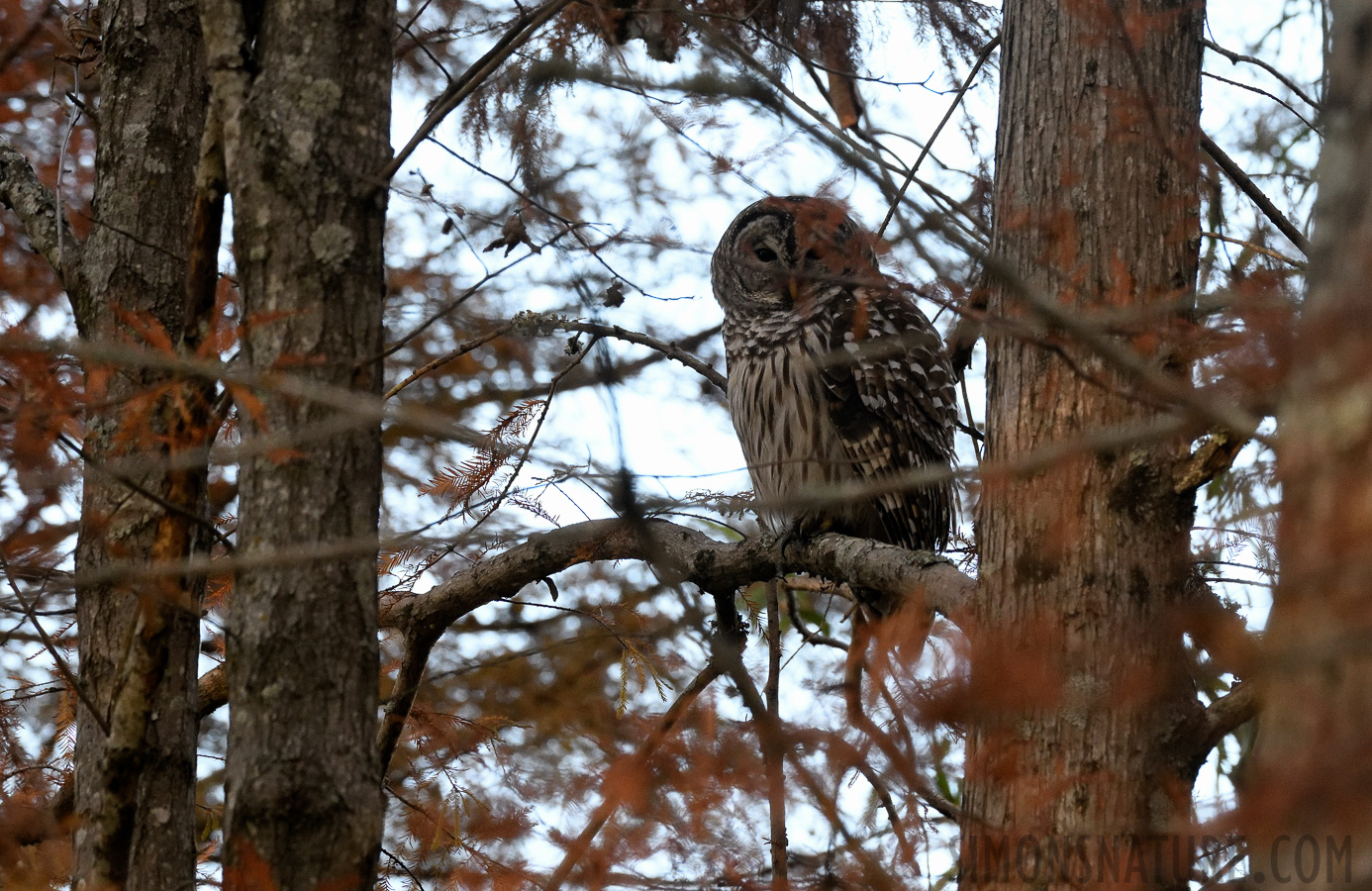 Strix varia varia [400 mm, 1/400 Sek. bei f / 8.0, ISO 2500]